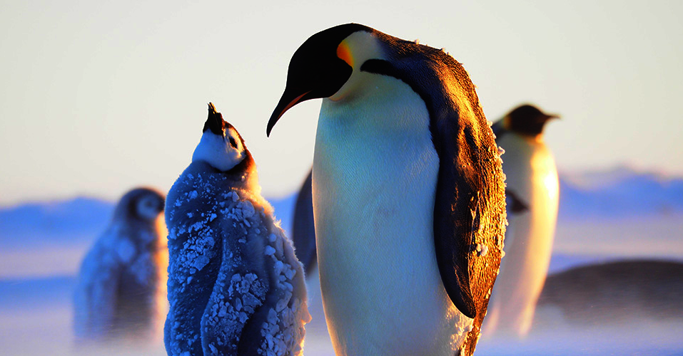 Kaiserpinguine