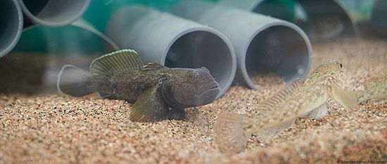 Goby project